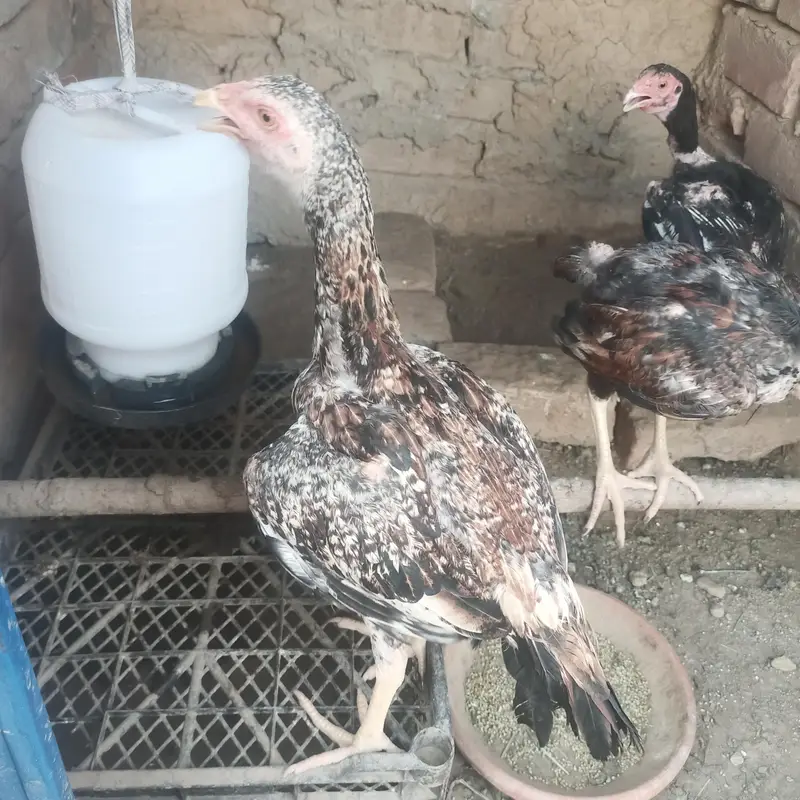  Aseel Peela Jawa + Healthy Pathay for Sale | — photo 4