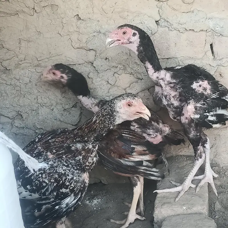  Aseel Peela Jawa + Healthy Pathay for Sale | — photo 5