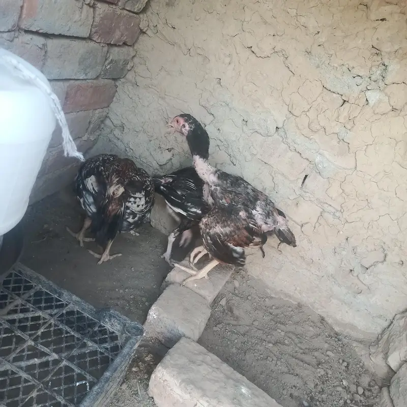  Aseel Peela Jawa + Healthy Pathay for Sale | — photo 6