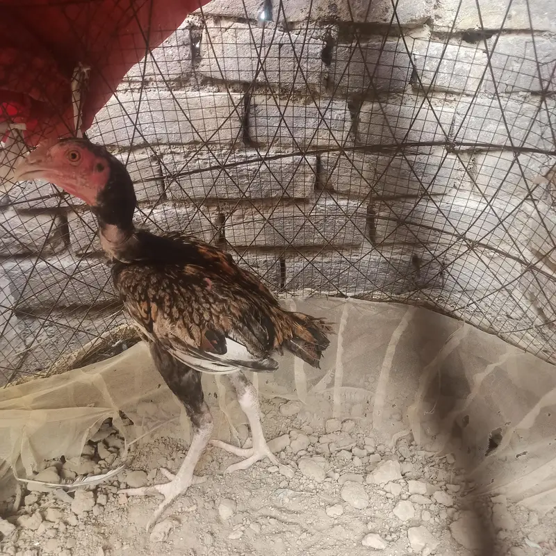  Aseel Peela Jawa + Healthy Pathay for Sale | — photo 8