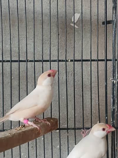 Pastel Fawn java