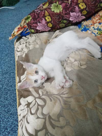 Turkish mixed Breed Male kitten