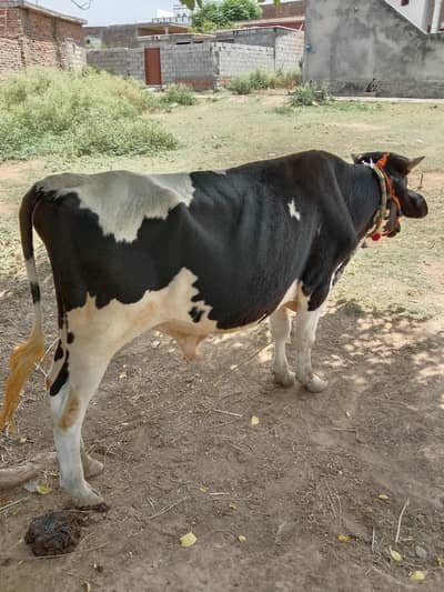 For sale in kahuta