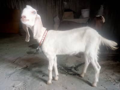 MashaAllah Desi Beetal ghar ki pali huii bkri ha palne k liye best ha