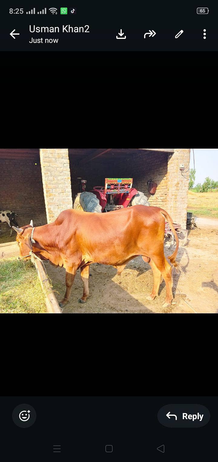 ساہیوالی دیسی بچھا 1