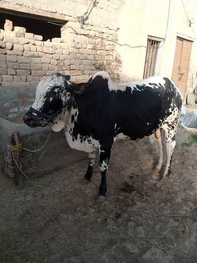 Ox sale