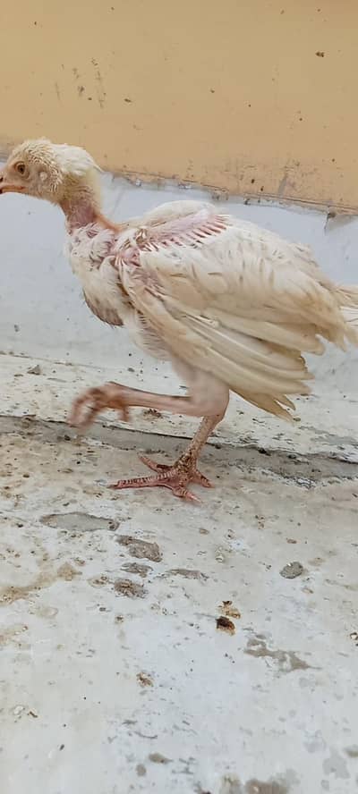 Aseel Heera chicks available for sale.