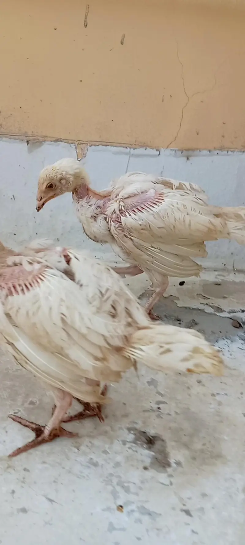 Aseel Heera chicks available for sale. — photo 2