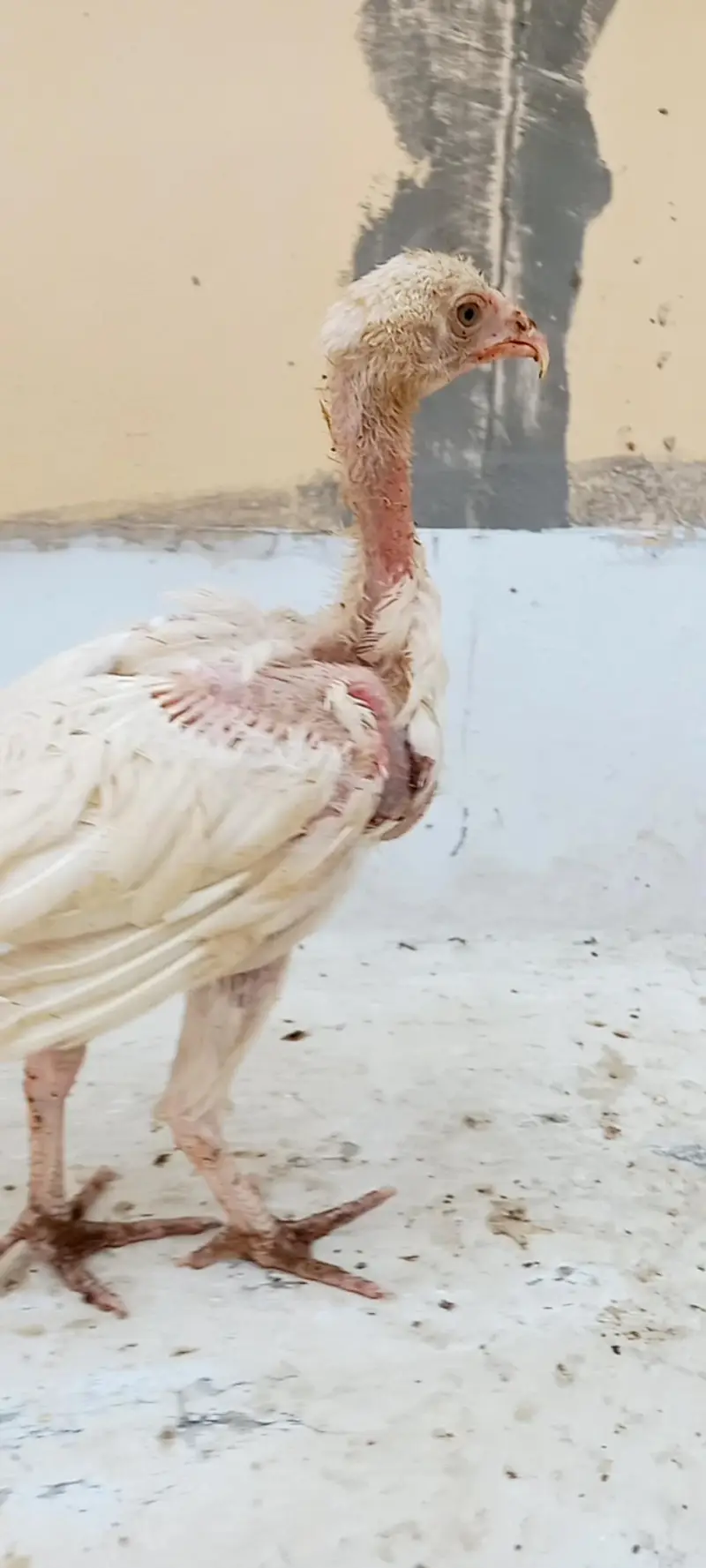 Aseel Heera chicks available for sale. — photo 3