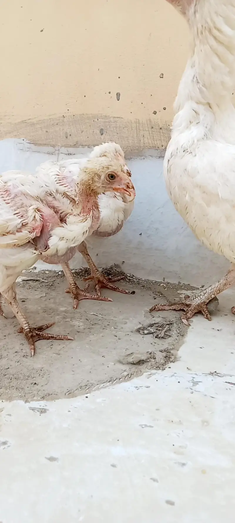 Aseel Heera chicks available for sale. — photo 4