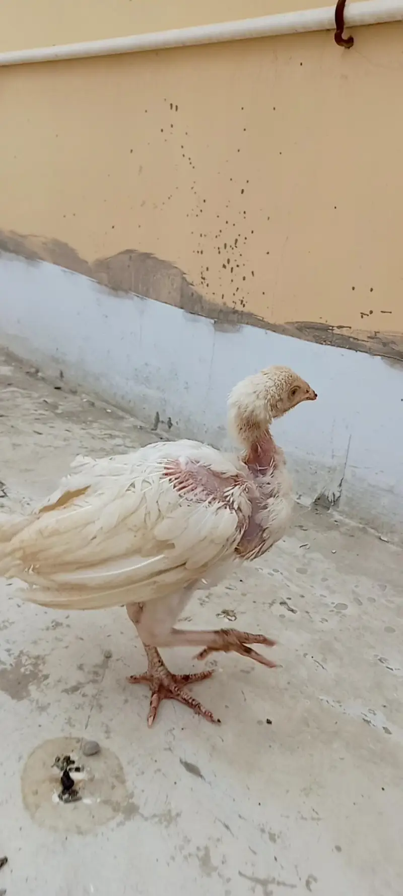 Aseel Heera chicks available for sale. — photo 5