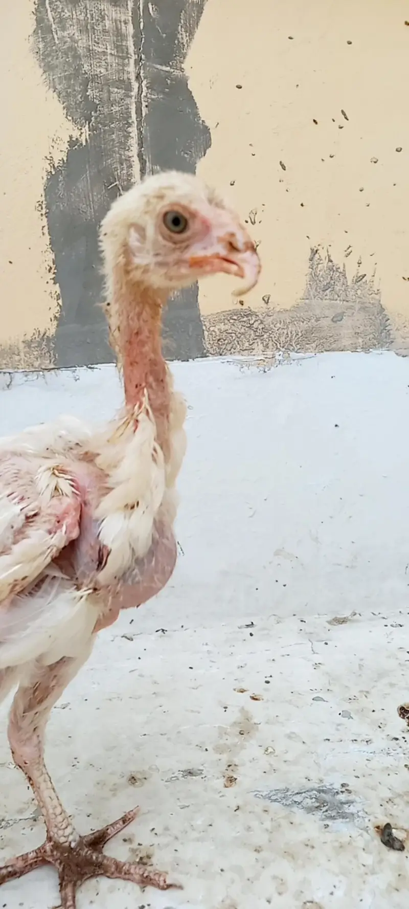 Aseel Heera chicks available for sale. — photo 6
