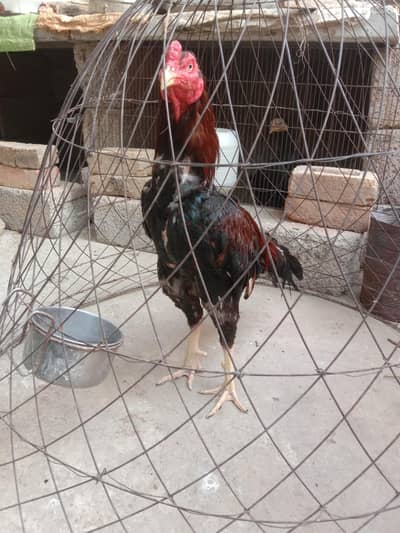 aseel miawali bird for sale