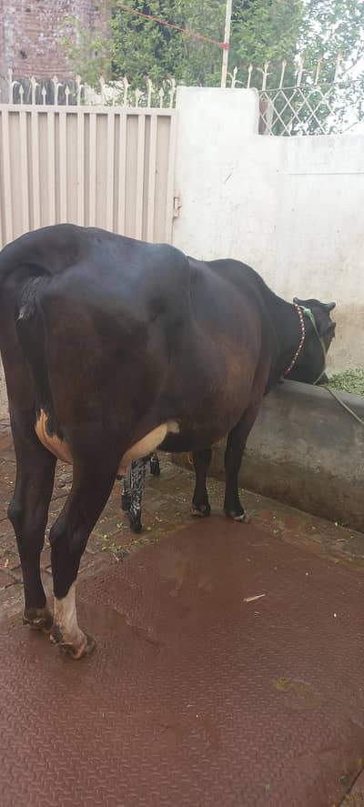 cow for sale sath wacha tazi soi