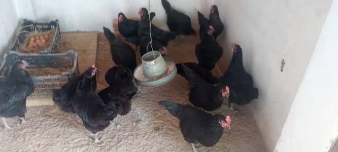 Australorp Hens