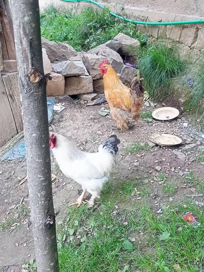 Health Hen