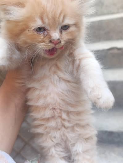 white male. brown female. 4 kittens.