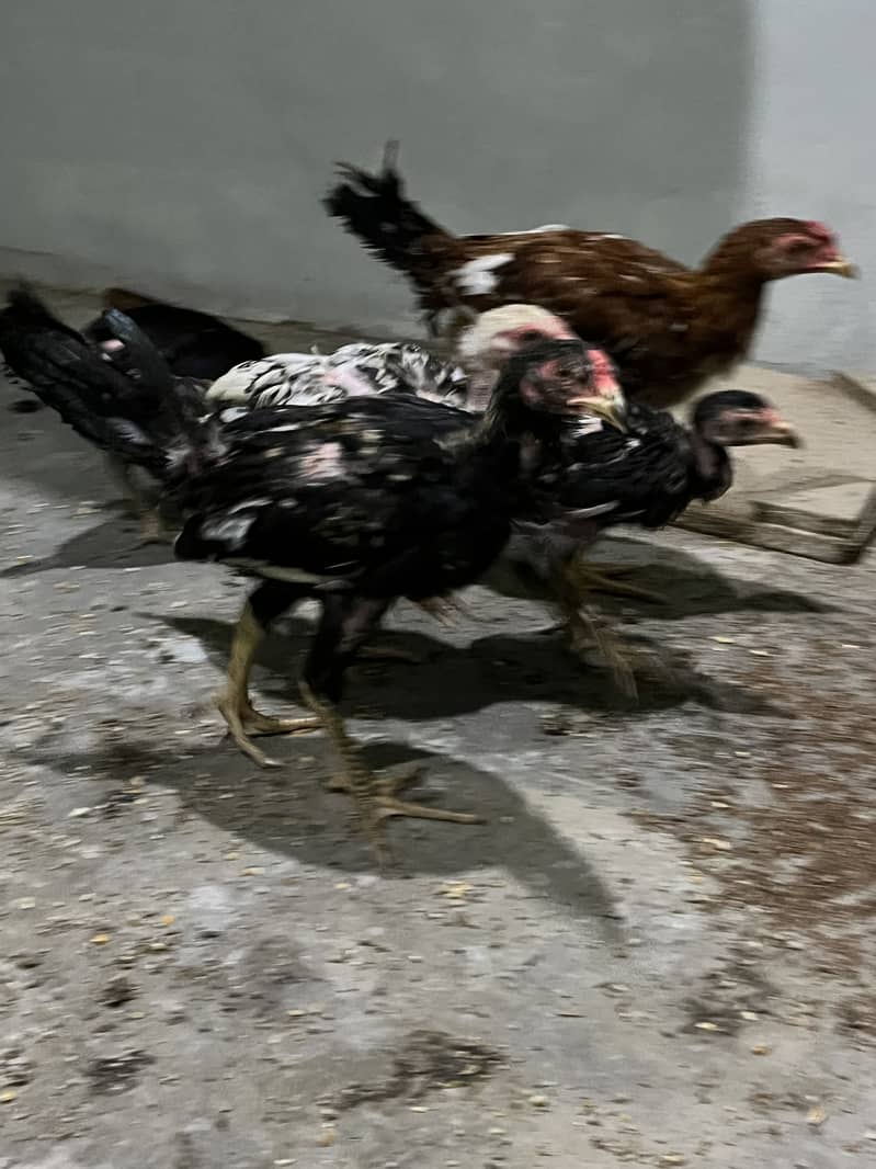 Aseel chicks 2