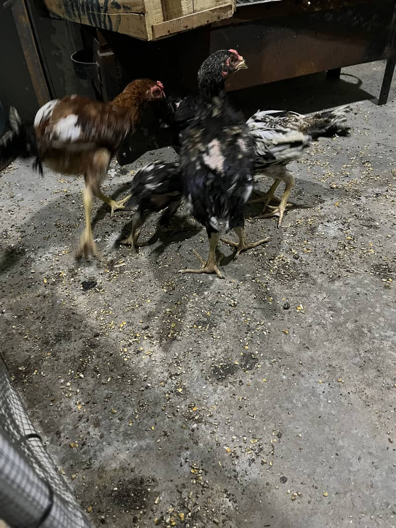 Aseel chicks 3