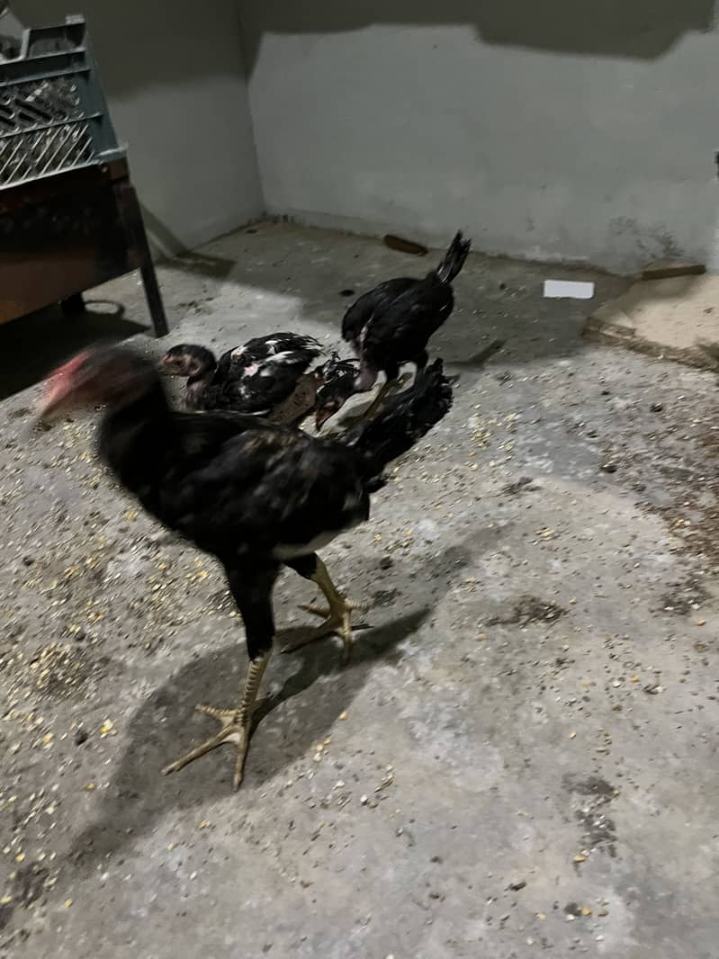 Aseel chicks 4