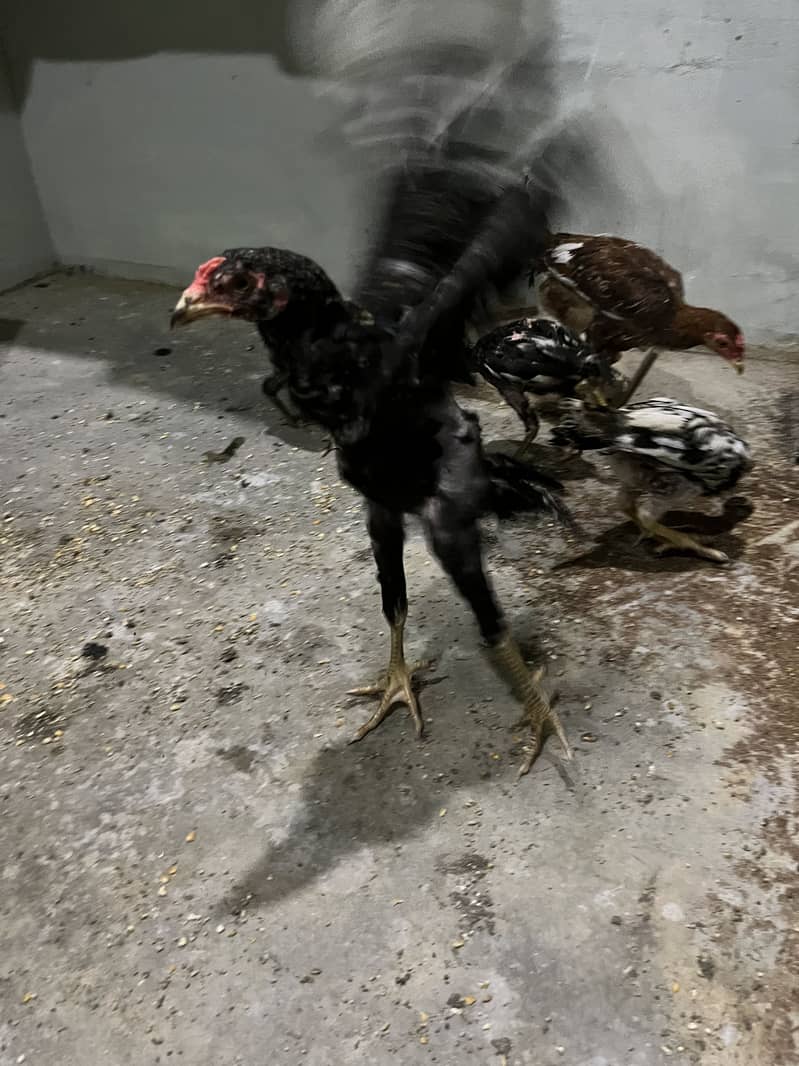 Aseel chicks 5