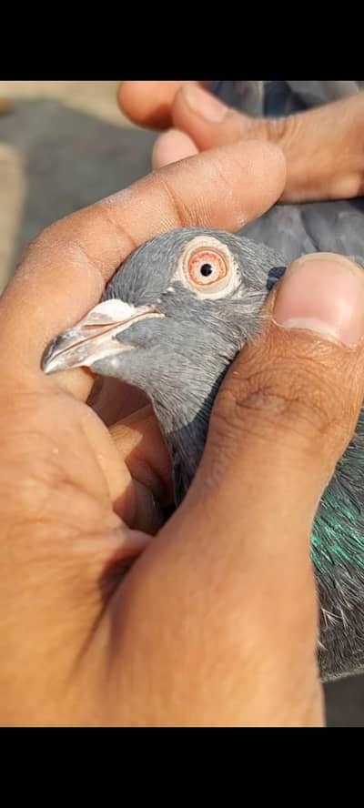 Kasuri Kamagar Bareedar Maadi for sale
