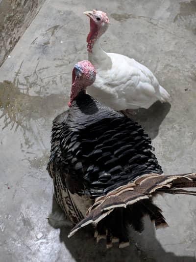 turkey healthy pair for sale
