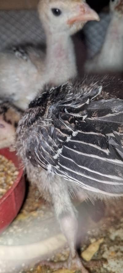 turkey birds