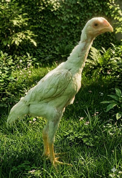 white oh shamo chicks
