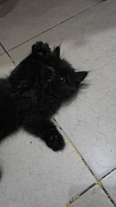 Persion pair black