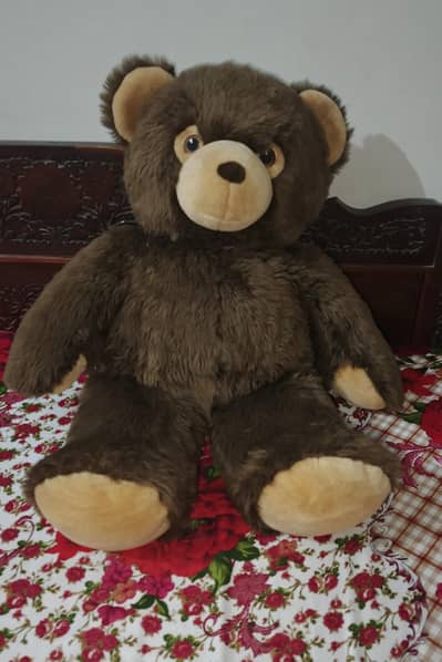 teddy for sale.