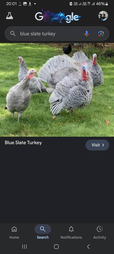 white turkey birds broadbrested chiks ,breeder