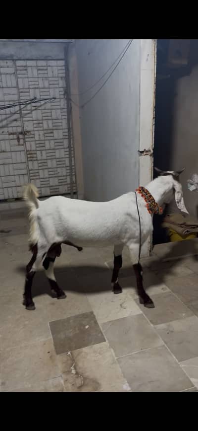 4 dant bakra punch he