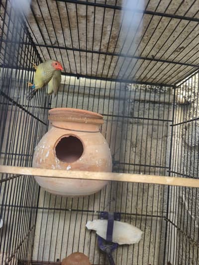 Mutation finch Star finch Gouldian finch for sale