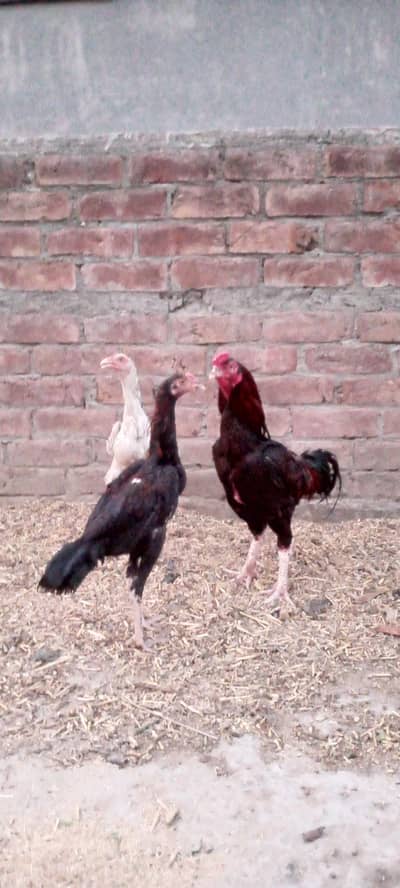 aseel lakha king 4 madi aseel home breed