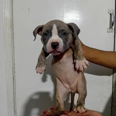 American pitbull