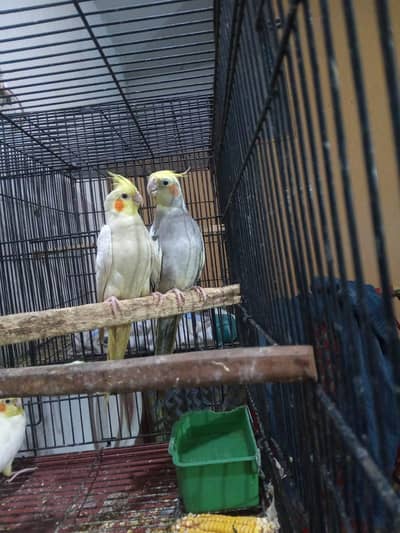 mashallah beautiful cocktail pair available