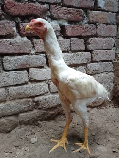 7 Months Old White Patha Shamo – Strong Body & Active Bird for Sale