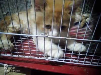 Russian Kitten for Sale – Healthy & Playful 3k par cat