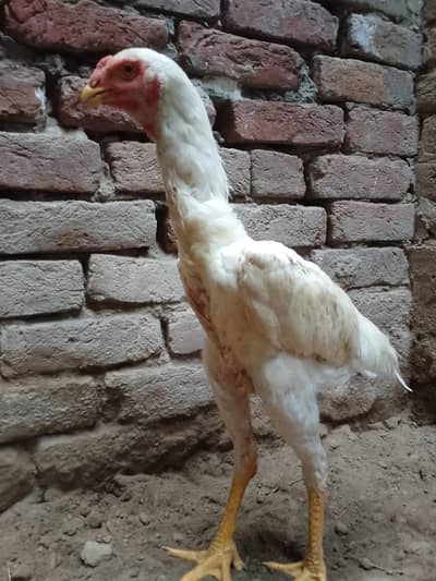 7 Months Old White Patha Shamo – Strong Body & Active Bird for Sale