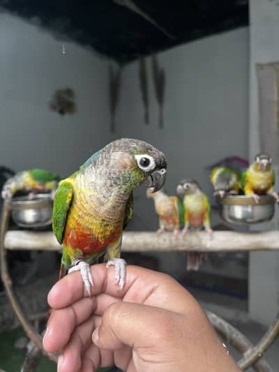 Handtame cinnamon blue conure | green cheek conure
