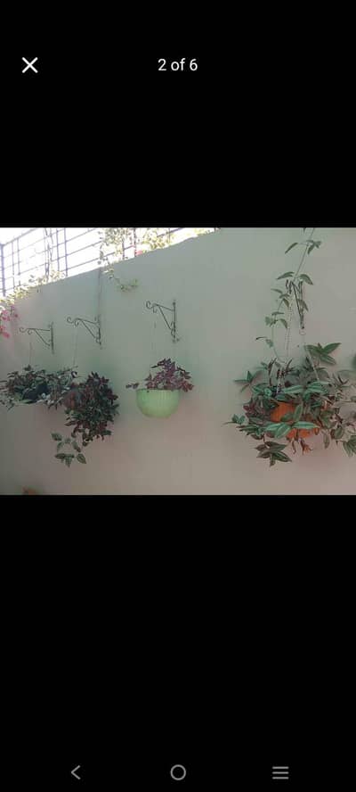plants with pots