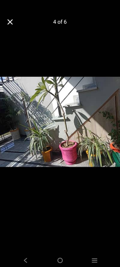 plants with pots