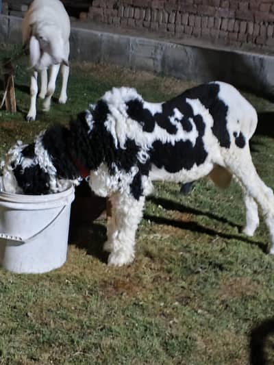 Mundra Sheep