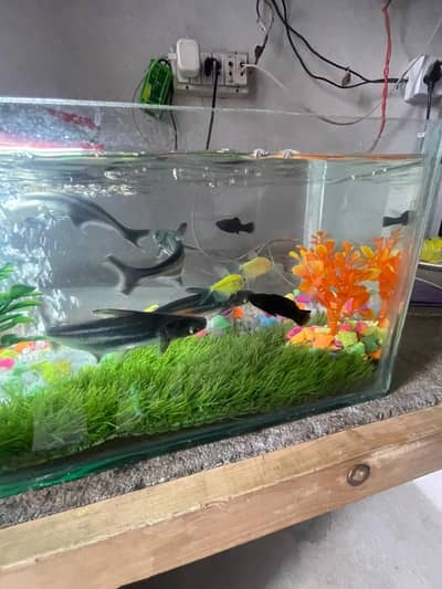 Black shark 4 PCs black fish green fish 
