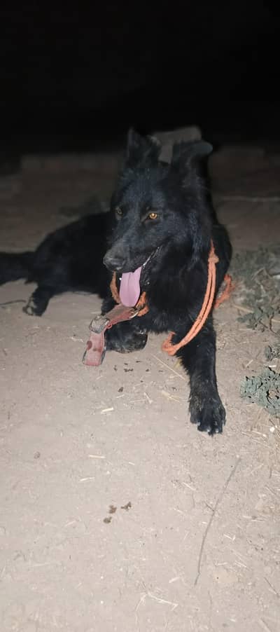 German Shepherd mix