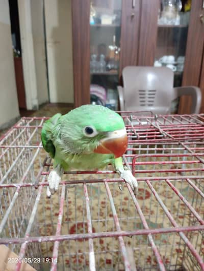 Raw/Pahari chicks