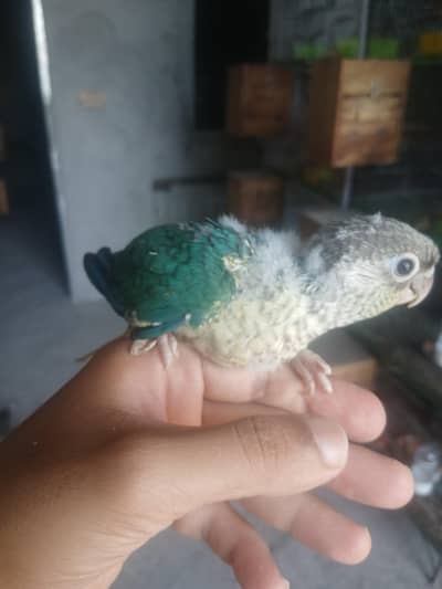 4 Blue Turquoise Conure