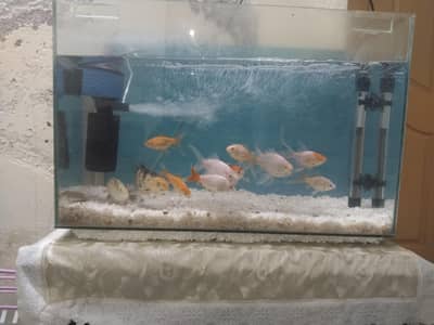 fish with eqauarium and oxygen and heater