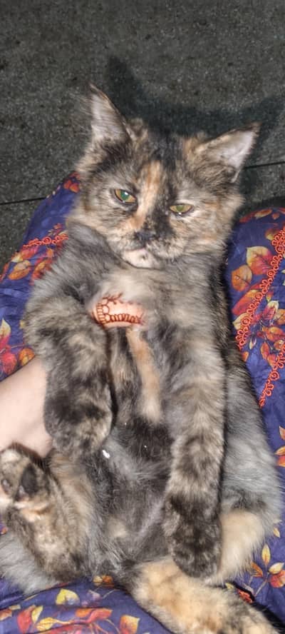 Cute Healthy Cat for Sale